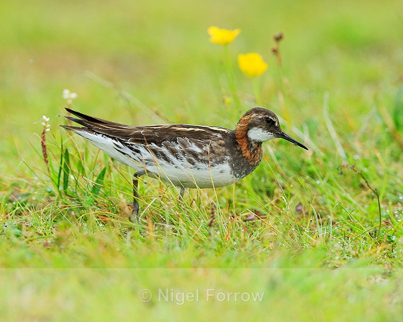 Red-necked Phalarope (male) with insect, Iceland - Red-necked Phalarope