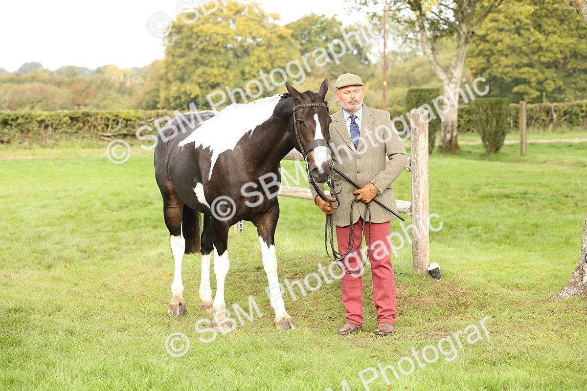 SBM_56812 - S54 - Piebald & Skewbald Horse In Hand
