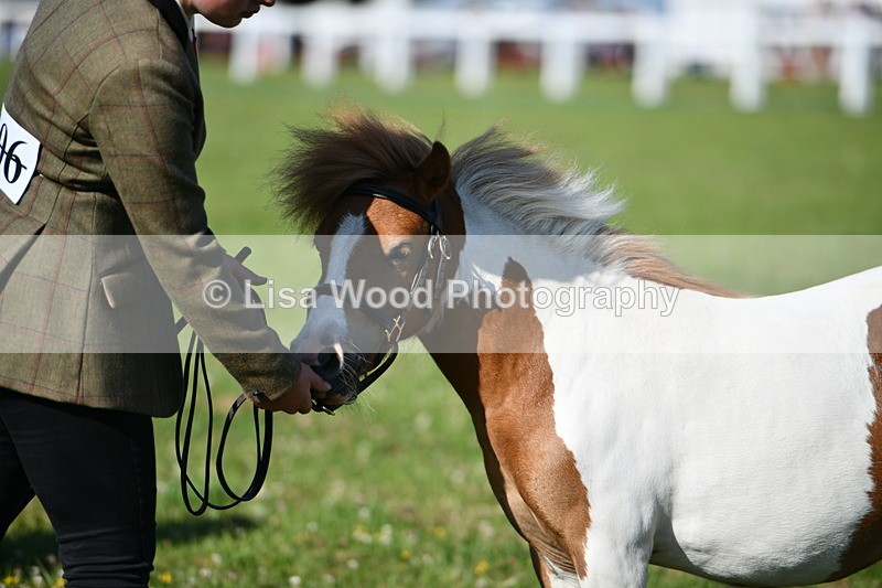 DSC_5720 - Class 49: NPS Shetland Youngstock