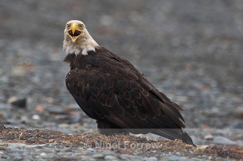 Bald Eagle calling on the ground at Homer Spit - Bald Eagle