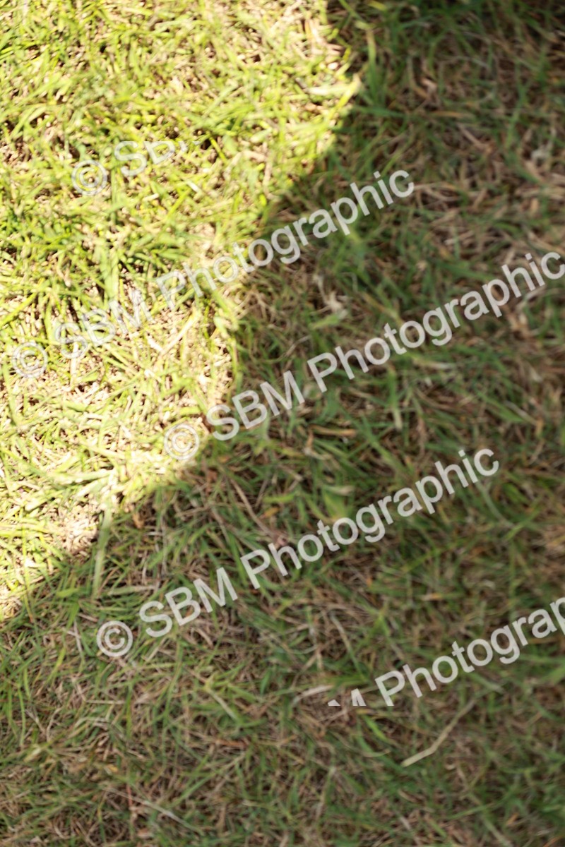 SBM_05478 - Class 41-45 - Riding Pony-Hunter Pony Breeding