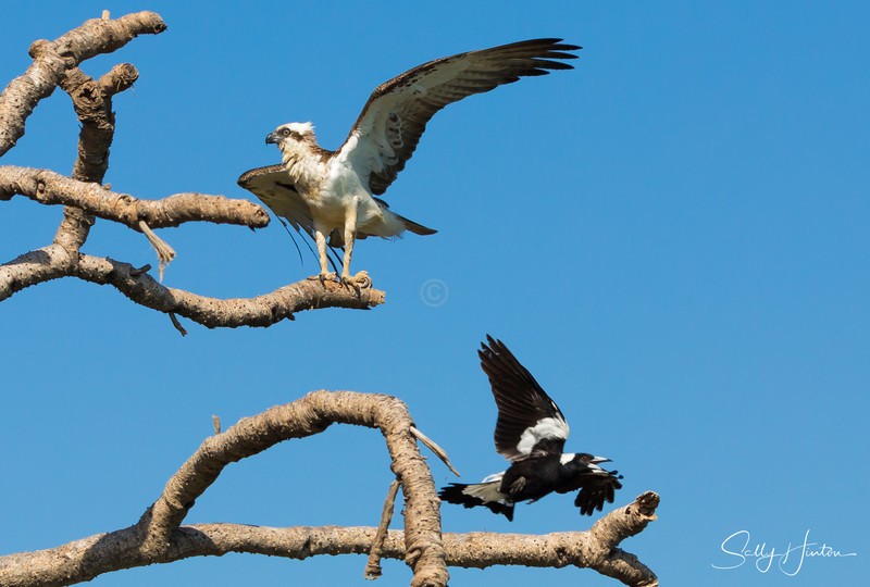 Osprey versus Magpie 1