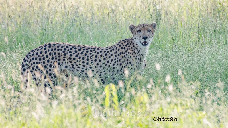  - South Africa Birds and Mammals