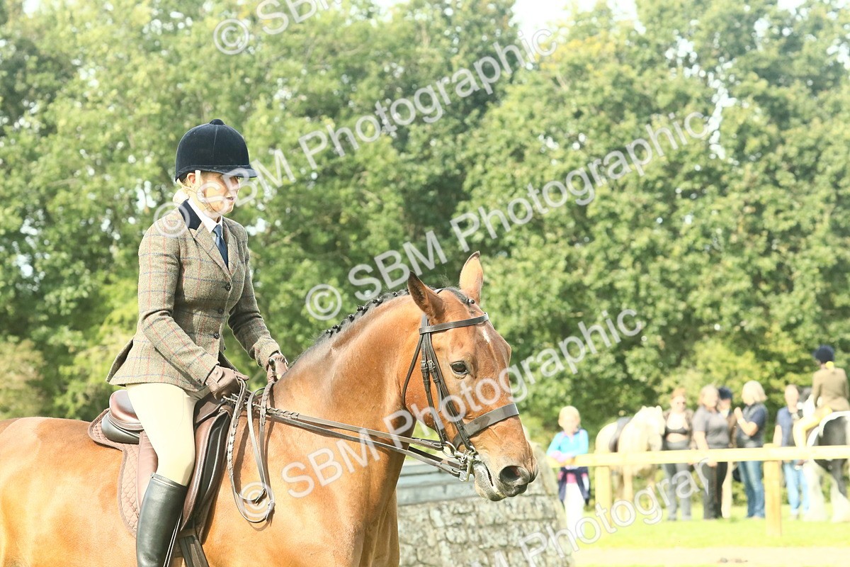 SBM_66714 - S34 - Rehabilitated Rescue Horse & Pony In Hand & Ridden