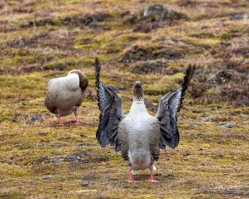  - Svalbard