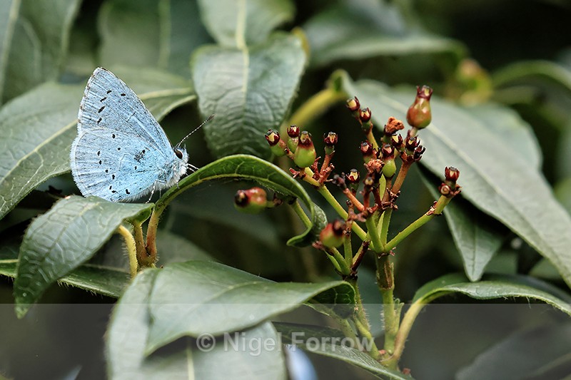 Holly Blue, underwings showing, on viburnum, Oxfordshire - INSECTS
