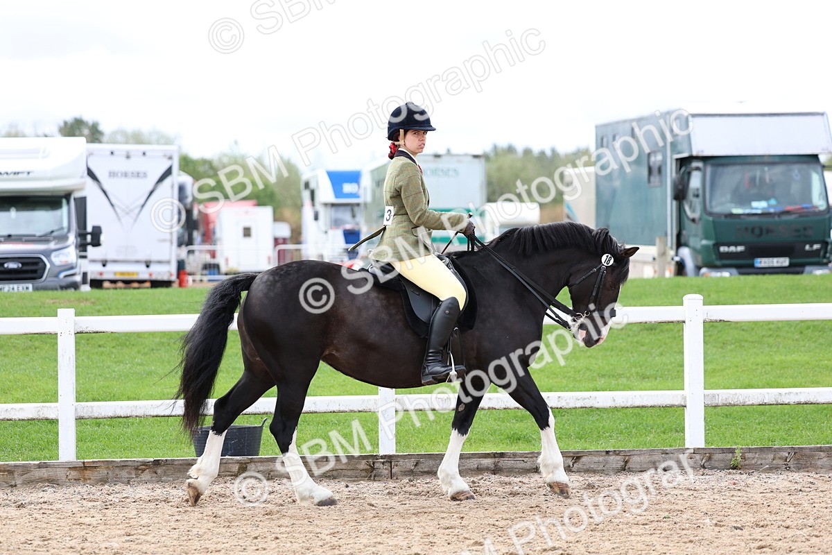 SBM_01522 - Class 17 - Prettiest Mare
