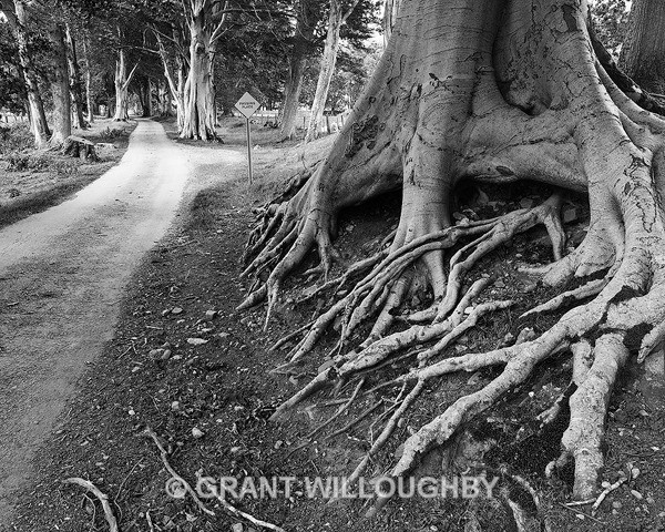 Trunk Root with passing places - Monochrome