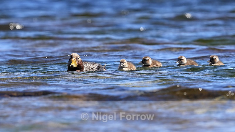 Steamerduck family swimming, Carcass Island, Falklands - Falkland Flightless Steamerduck