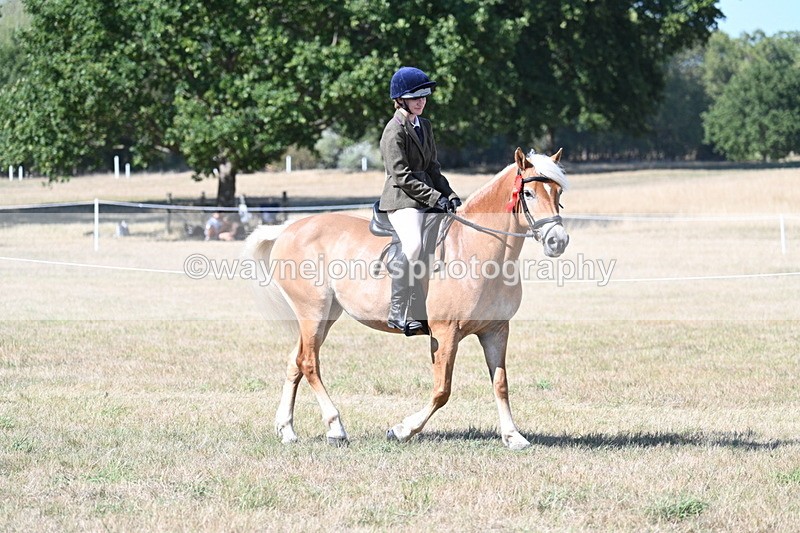 WJ7_1408 - Class 41 Prettiest Mare