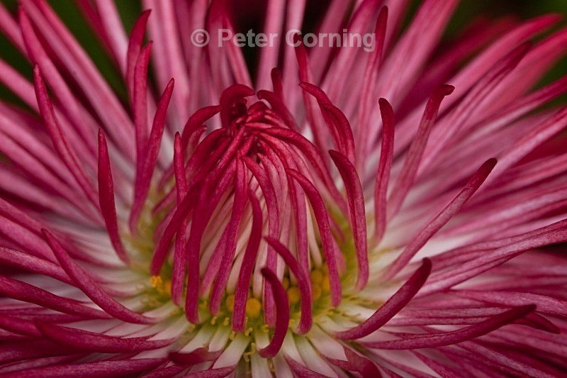  - Flowers