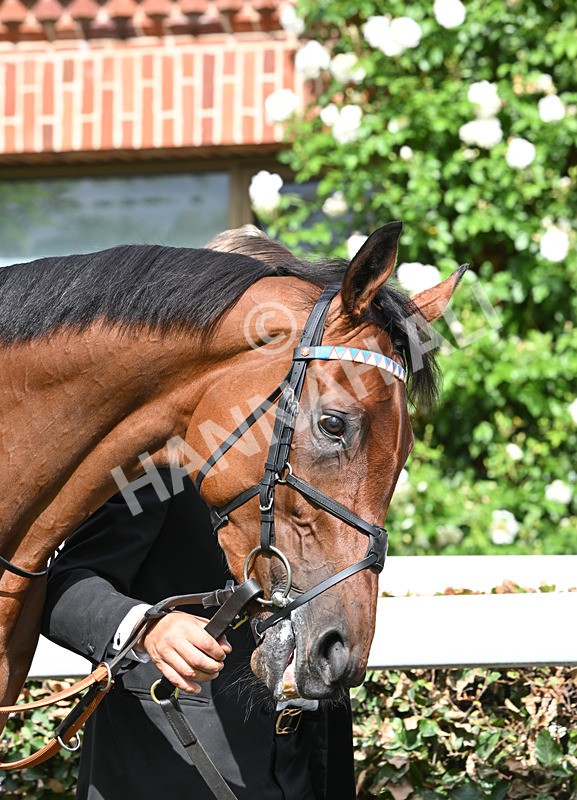 220826-173 Opportunity - Race 4 15.35pm Sky Bet Ebor Handicap