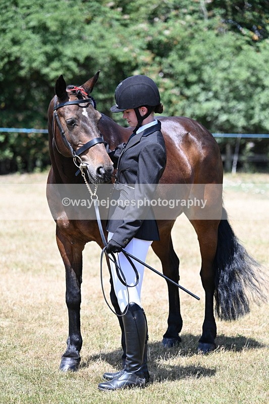 WJ7_2491 - Class 5a Most Handsome Gelding in hand (above 14.2hh)