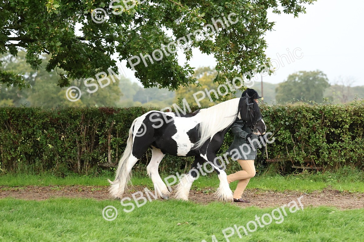 SBM_35281 - S10 - Best In Hand Horse & Pony