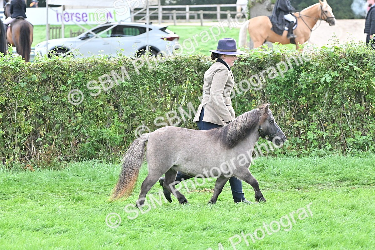 SBM_56941 - S45 - Coloured Pony In Hand