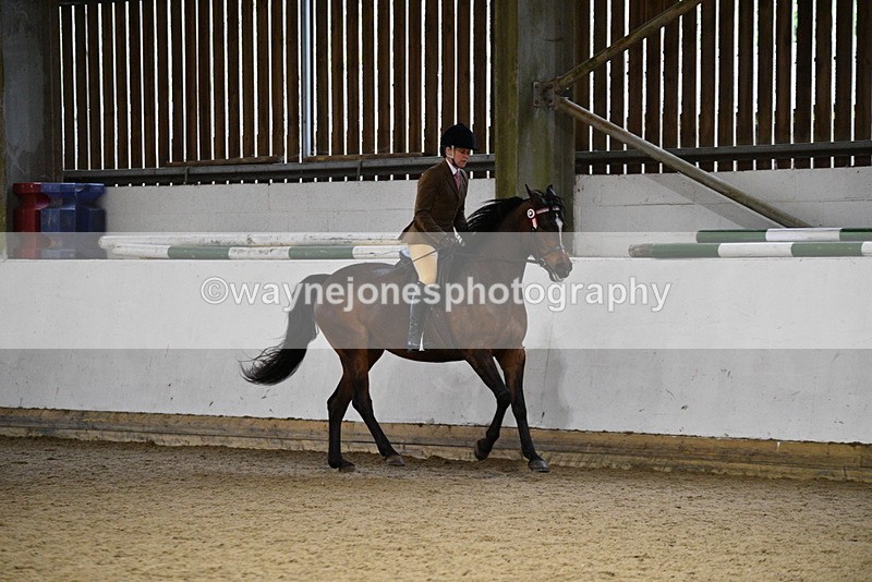 WJ5_8785 - Class 15 Ridden Show Horse