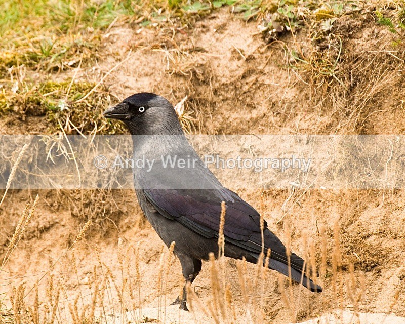 20071019-116 - Jackdaw