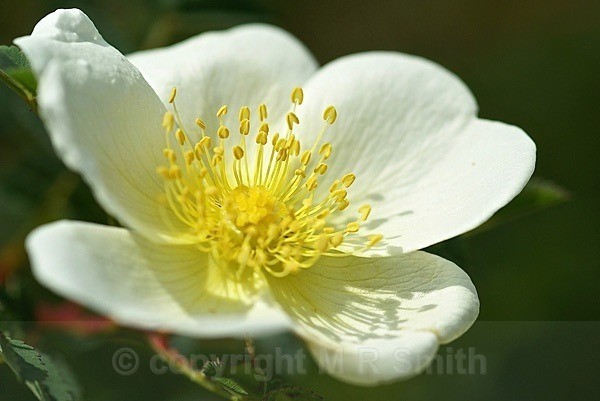 Cream Rose - MACRO & CLOSE UPS