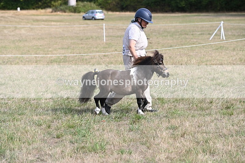 WJ6_6830 - Class 21 Shetland & Mini Horses