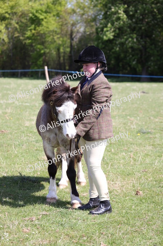 20250427-2983 - Class 27 - Coloured Horse and Pony