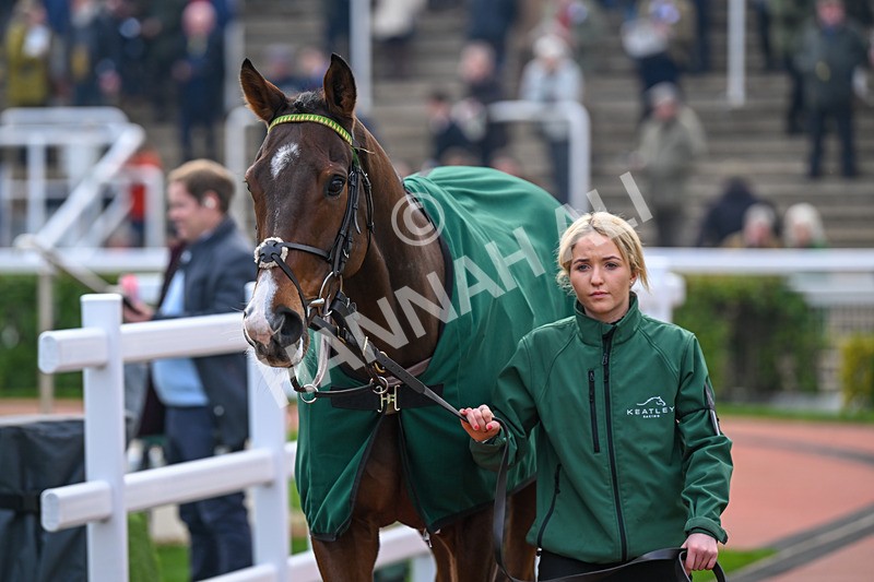 161124-Race 3-Paddock-Noble Anthem-9770 - Race 3