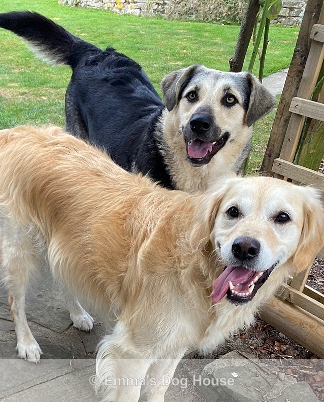  - Dogs