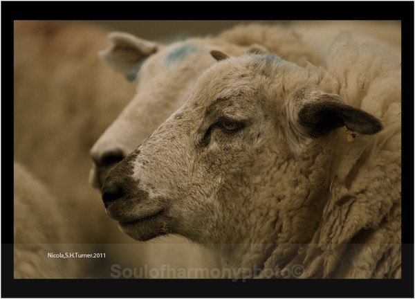 Welsh Sheep - Captured Wild life/Domestic/ livestock Animals