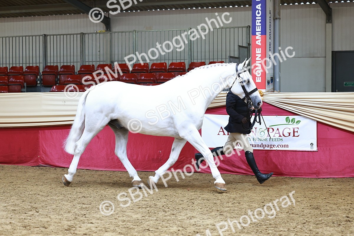 SBM_23189 - Class 903 - Supreme Final - IH Pre Vet