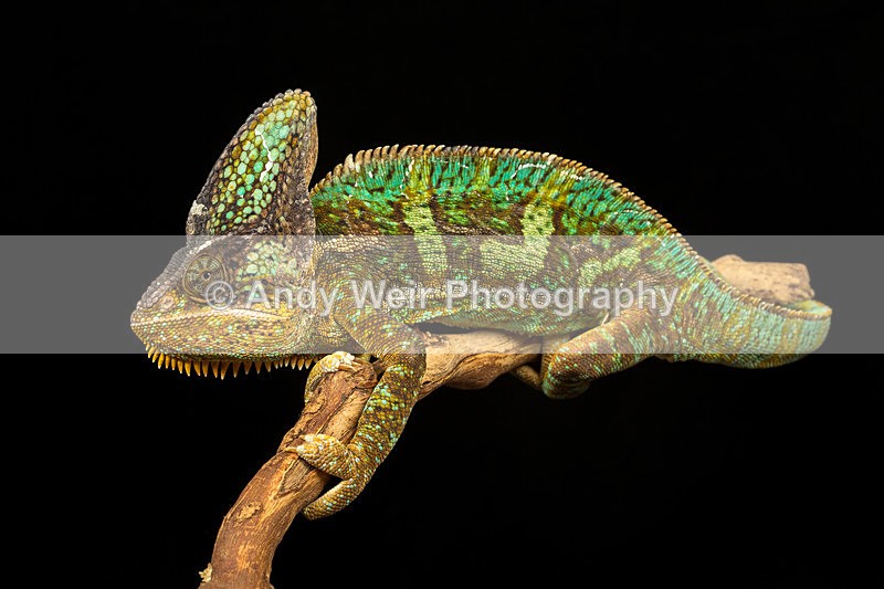 20140120-3K8A8291 - Lizards