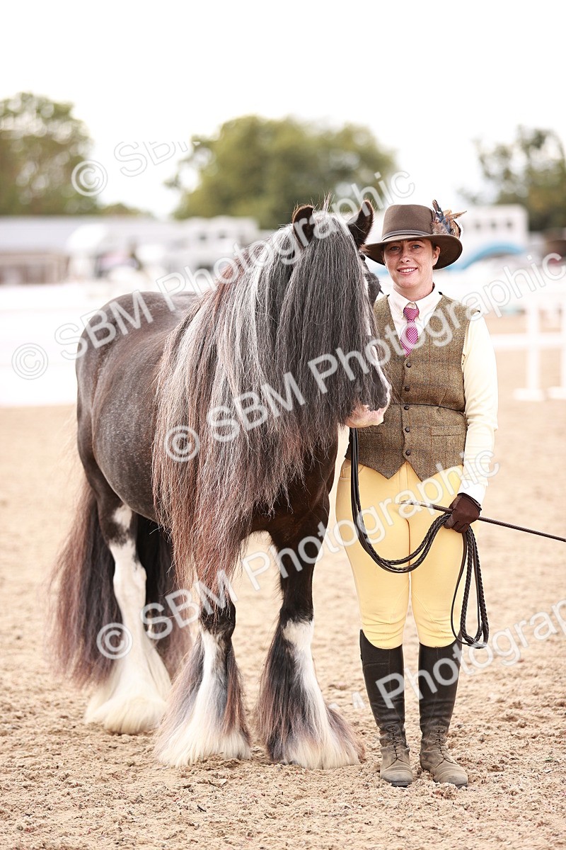SBM_16240 - Class412 - Handsome Gelding (IH  or Ridden) Adult
