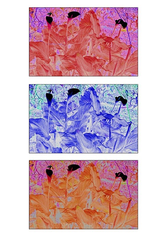 Lily Triptych  2 - TREES, FLOWERS AND PLANT PHOTOS