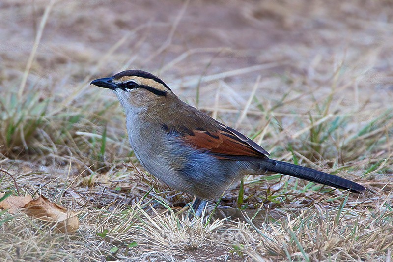 Brown-crowned Tchagra on the ground - Brown-crowned Tchagra