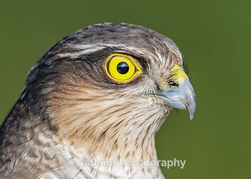 Sparrowhawk - Latest Images