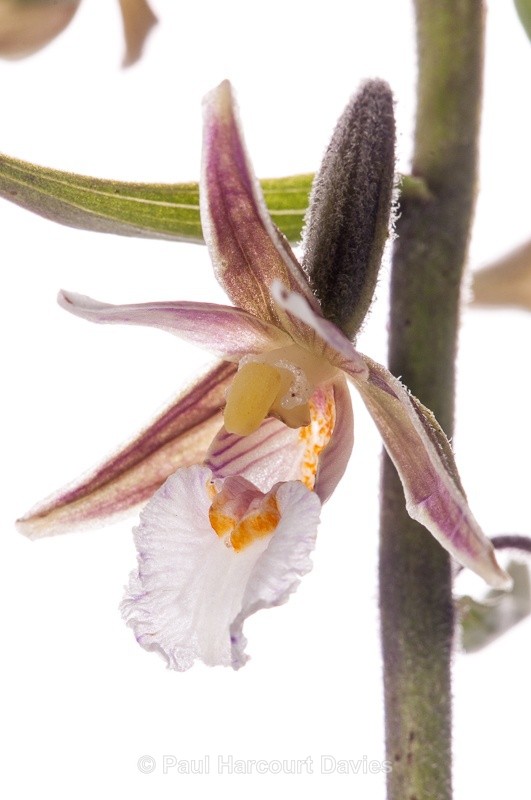  - WB: Orchids - Various