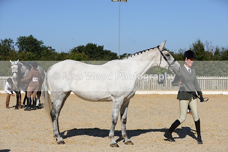 1X9A7826 - Class 9: Open Ridden Hunter