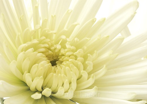  - Botanical/Macro