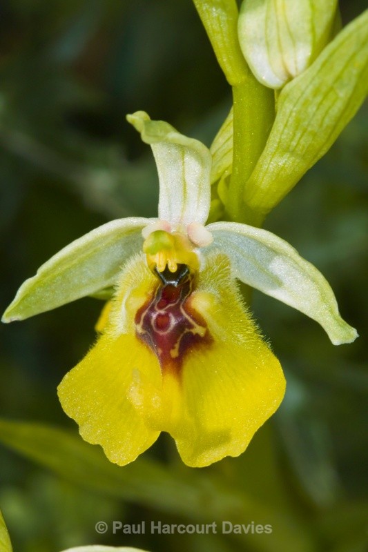 Ophrys lacaitae (Lacaita's Ophrys) - Orchids - Ophrys