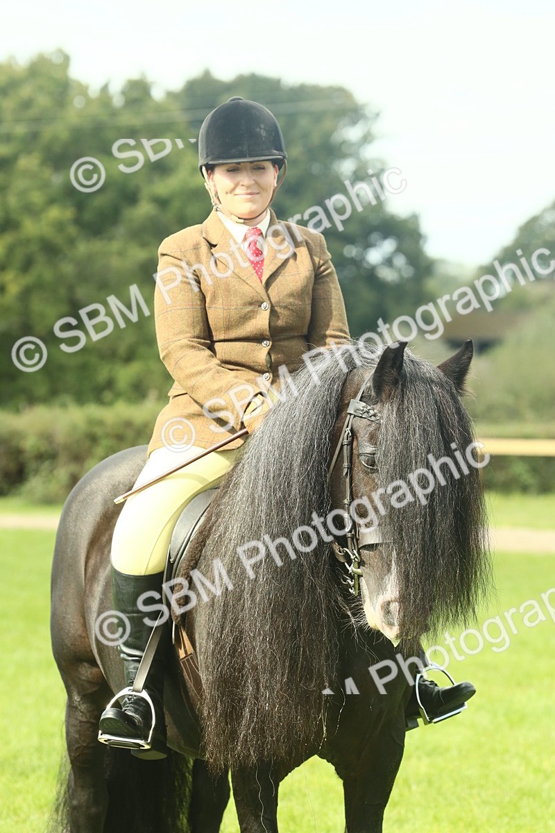 SBM_66435 - S34 - Rehabilitated Rescue Horse & Pony In Hand & Ridden