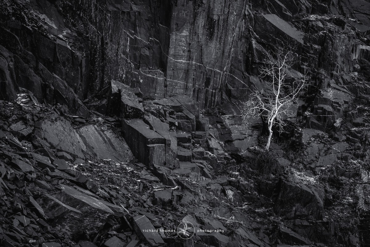 Dinorwic tree - Repossession