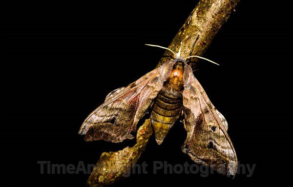Poplar hawkmoth - Butterflies, Moths & Caterpillars