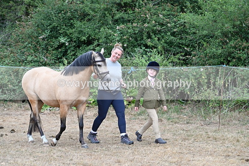 WJ7_9453 - Class 5 Most Handsome Gelding (up to 14.2hh)