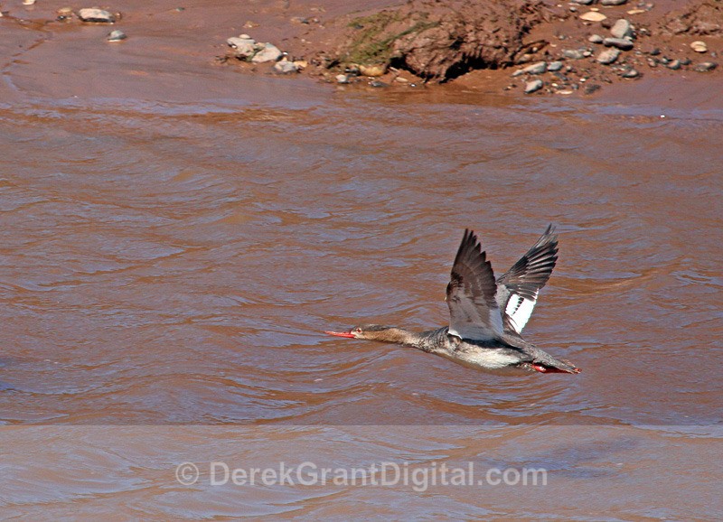 Red-breasted Merganser (female) in Flight - Birds of Atlantic Canada