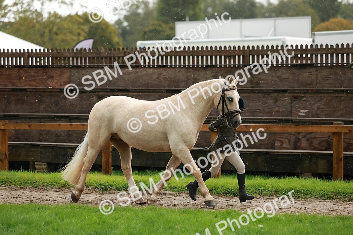 SBM_34853 - S10 - Best In Hand Horse & Pony