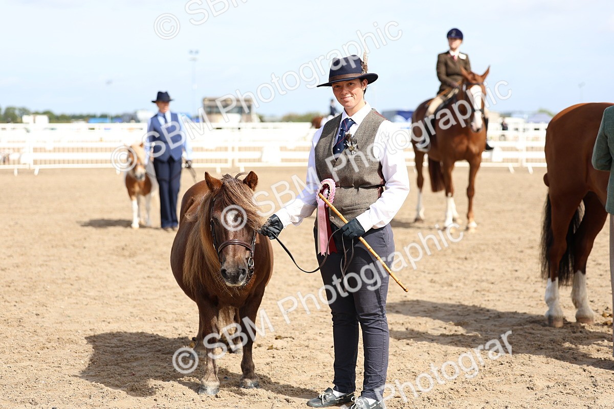 SBM_01934 - Class 18 - Handsomest Gelding - IH or Ridden