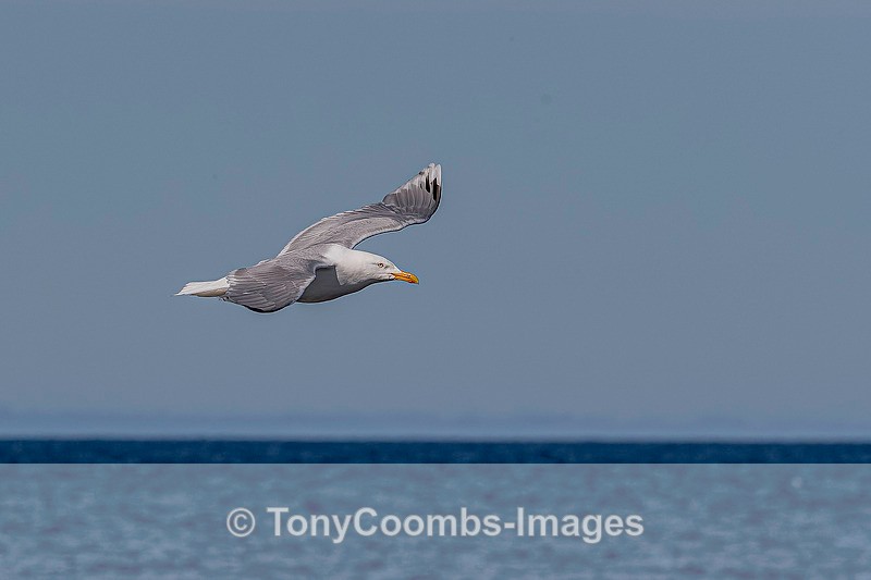 Glaucous Gull - Iceland