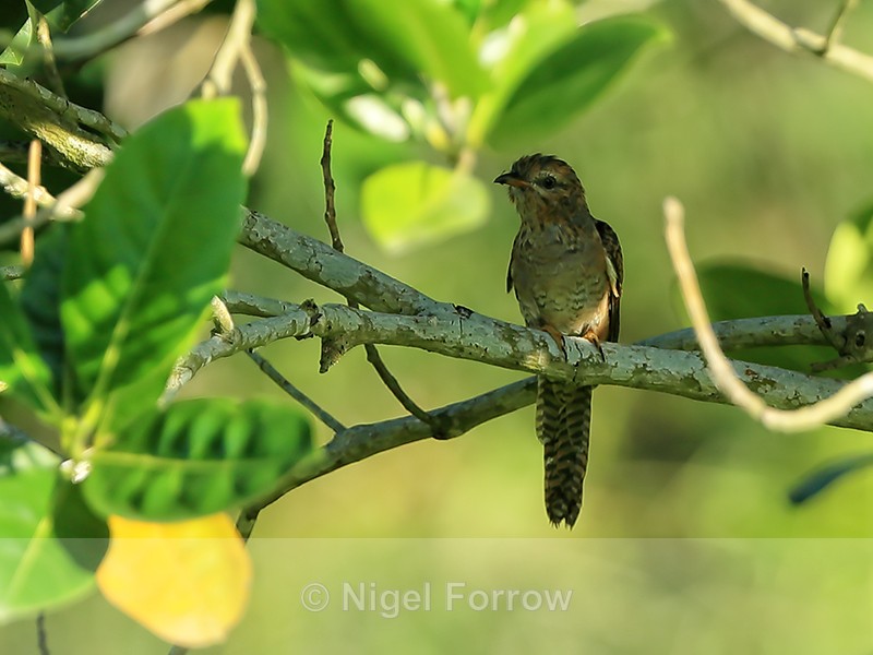 Plaintive Cuckoo (female) front, Mekong Delta, Vietnam - Plaintive Cuckoo