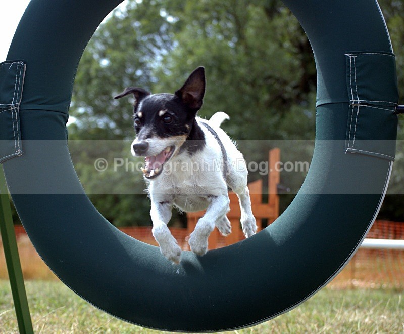  - Jack Russell Terriers