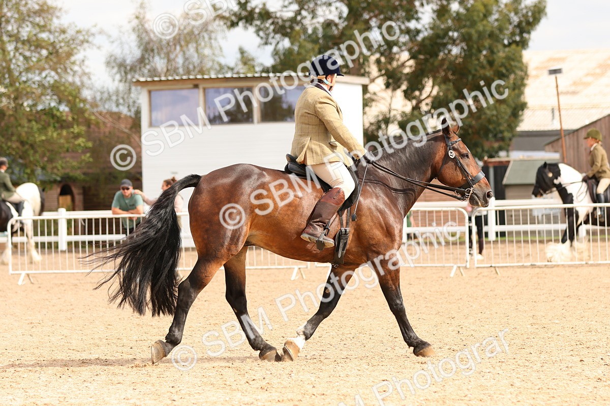 SBM_15564 - Class 214 - Ridden Show Cob