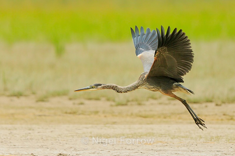 Great Blue Heron in flight, Mud Lake, Canada - Great Blue Heron