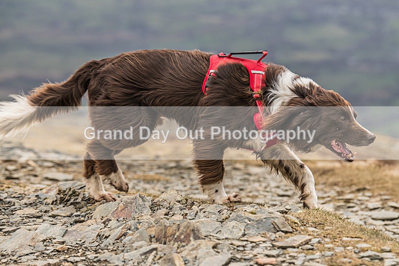 Coledale-1268 - Coledale Horseshoe Fell Race Saturday 29th March 2025